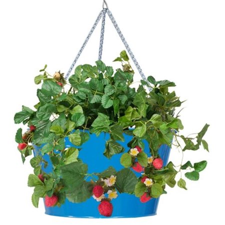 NEXT2NATURE Enameled Galvanized Hanging Strawberry & Flower Planter, Blue NE2588657